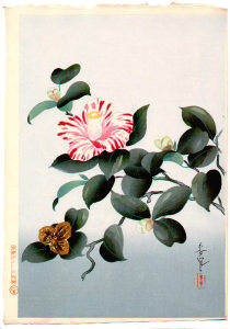 Camelia