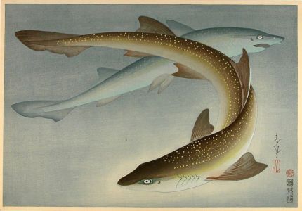 Fish_Shark