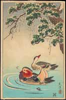 Mandarin Ducks (postcard)