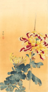 chrysanthemums2