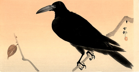 crow3