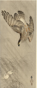 goshawk-hare