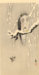 goshawk-sparrow