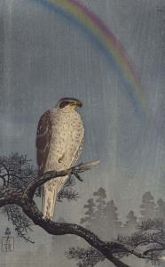 hawkrainbow