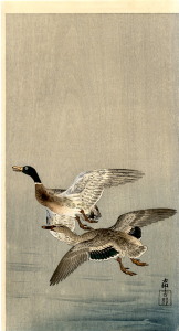 mallardsinflight