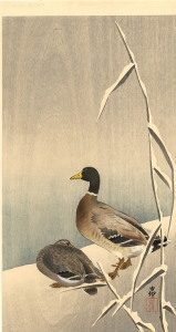 mallardsinsnow