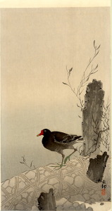 moorhen