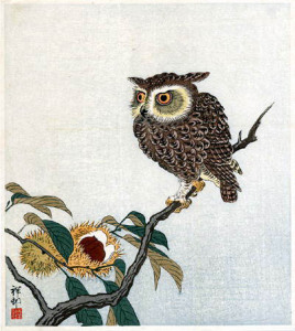 owl-chestnut