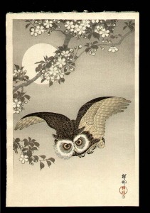 owl