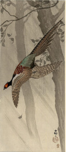 pheasant-flight