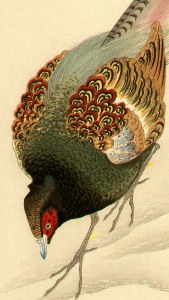 pheasant2