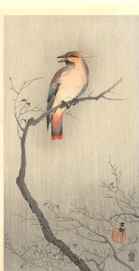 waxwingonbranch