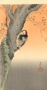 woodpecker