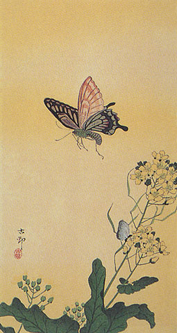 butterfly-blossoms