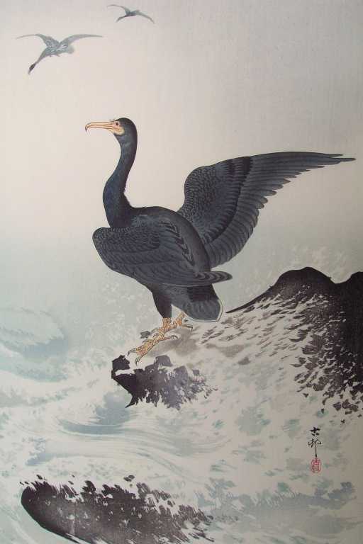 cormorant