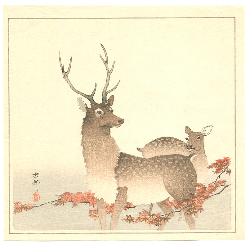 deer3