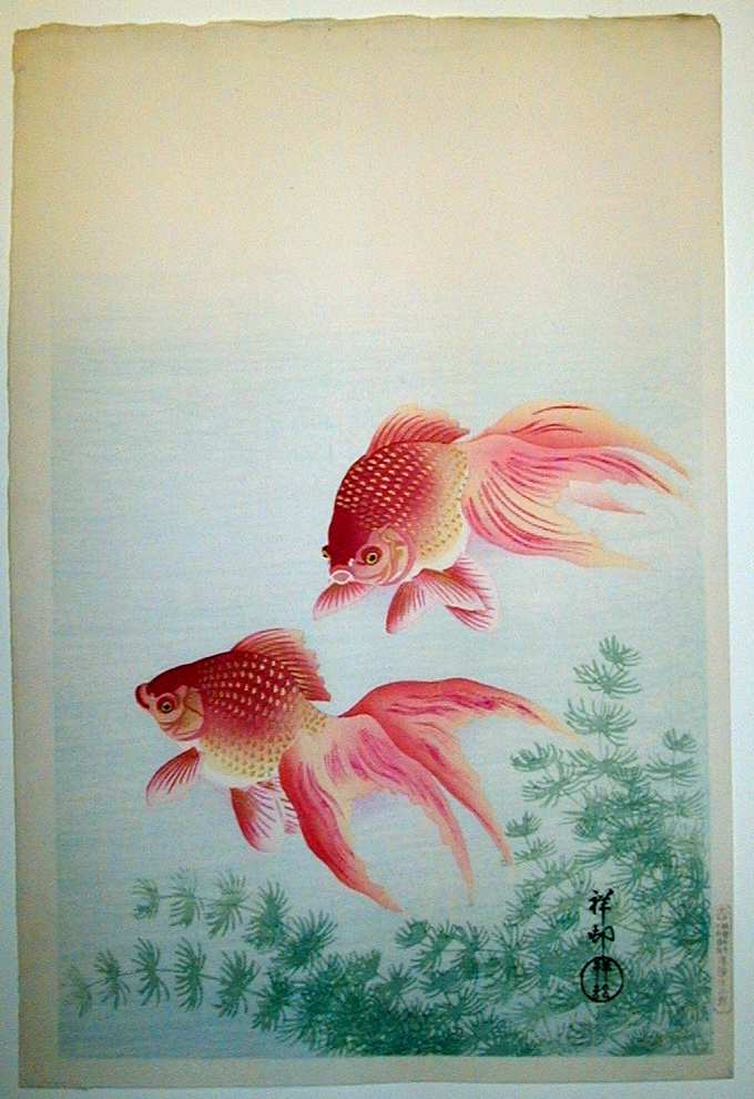 goldfish