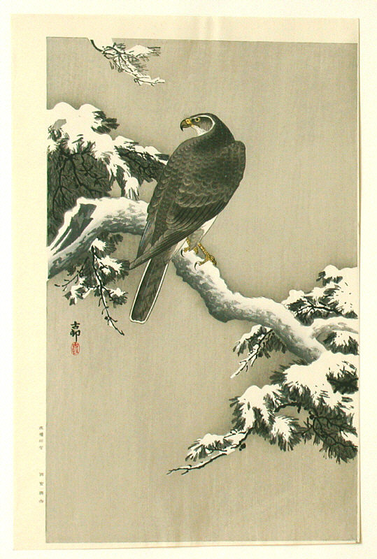 goshawkonsnowybranch