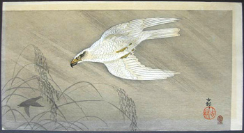 goshawkprey