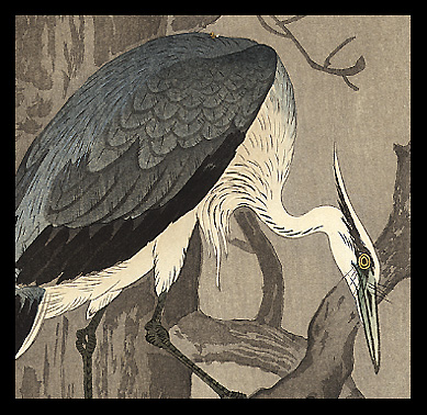 greyheron2