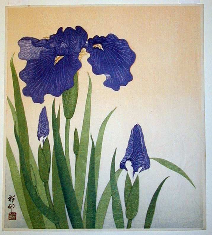 iris