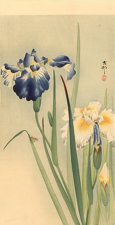 irises