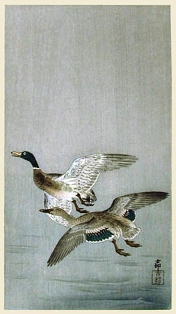 mallards-flight