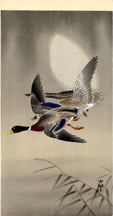 mallardsmoon