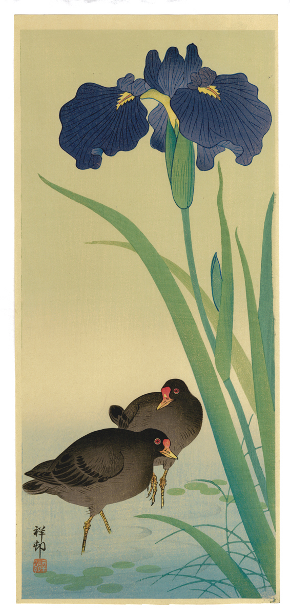 moorhens-iris