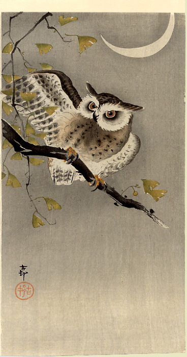 owlginko