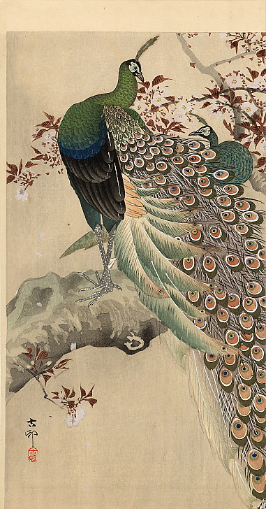 peacocks