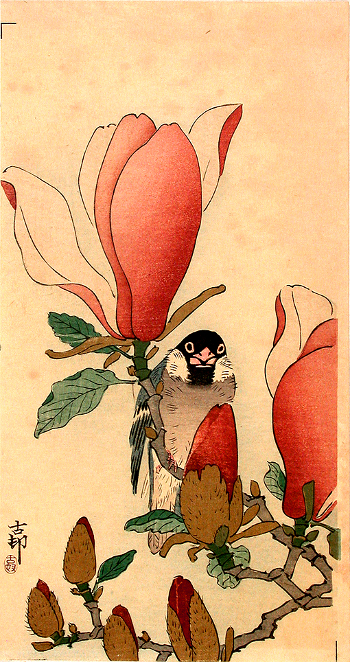 sparrowmagnolia