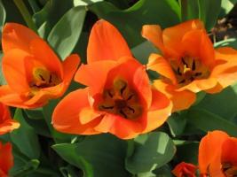 House-Tulips7