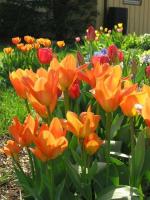 House-Tulips8