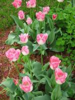 House_Tulips2