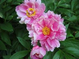 Peonies7