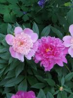 PinkPeonies