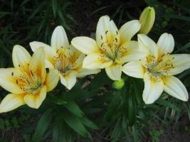 yellowlilies1