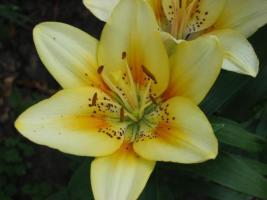 yellowlilies2