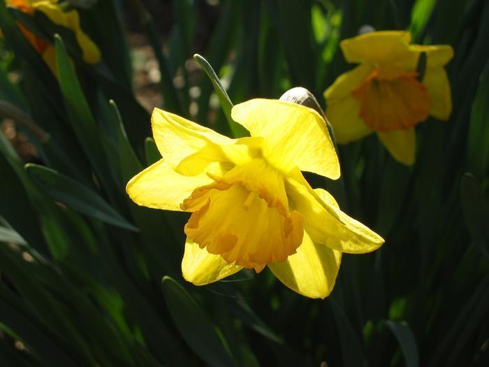 House-Daffodils3