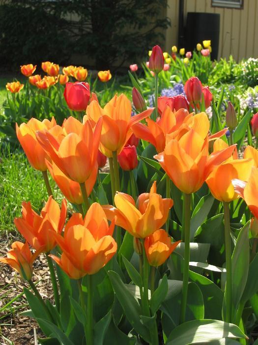 House-Tulips8