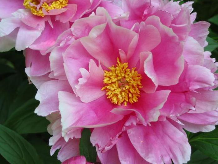 Peonies8