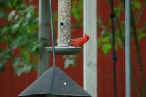 dsc_0231 dsc_0231