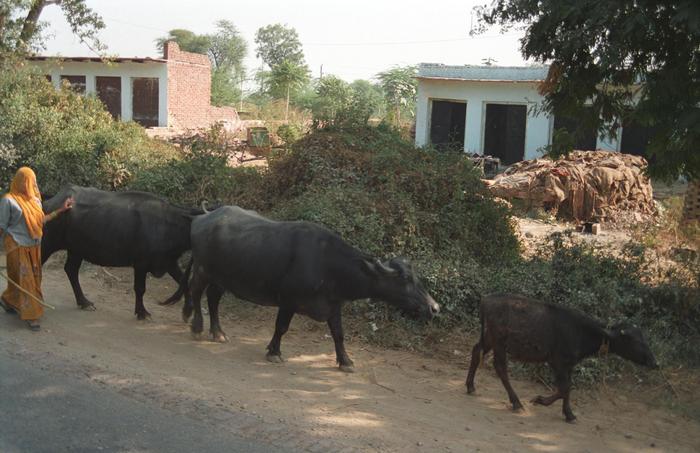 India1994_0090