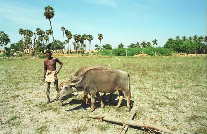 India1994_0339