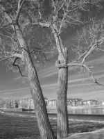 img_5983bw img_5983bw