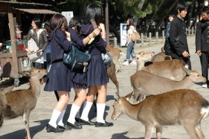 Kyoto_Nara_1