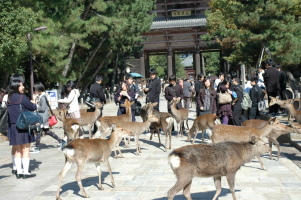 Kyoto_Nara_3