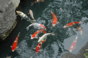 Tokyo_Asakusa_5