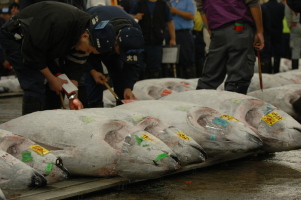 Tokyo_Tsukiji_5a